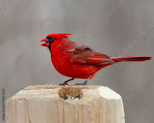 Cardinal