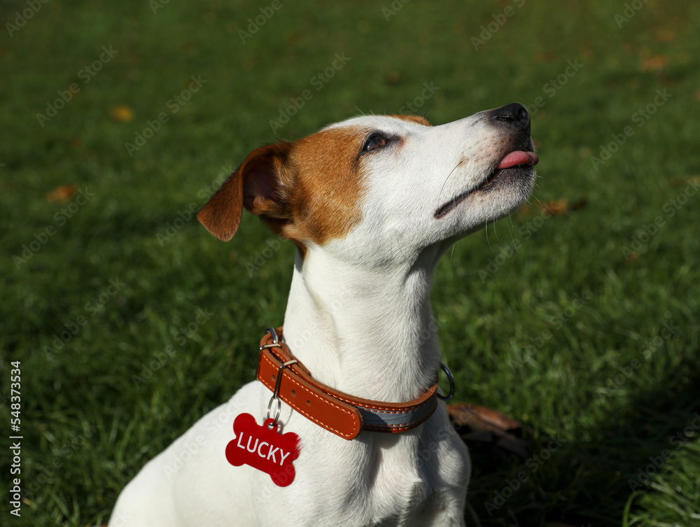 Cute Jack Russell Terrier in dog collar with tag on green grass outdoors