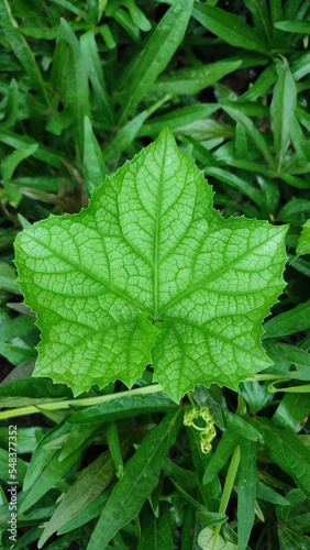 Wallpaper Mural Leaf With Fresh Green On An Overcast Morning Torontodigital.ca