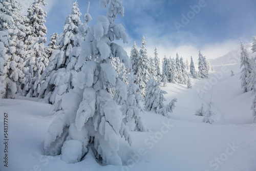 Christmas spruce trees covered with fresh snow in front of a big icy mountain. Marmarosy backcountry terrain, the Carpathian mountains