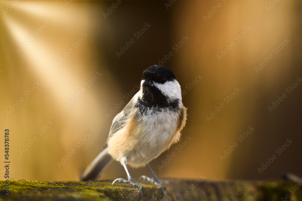 Naklejka premium black capped chickadee
