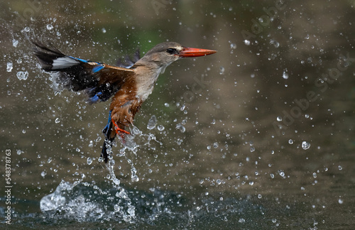 Fototapete Cute little gray-headed kingfisher flapping its wings near a lake, splashing wat