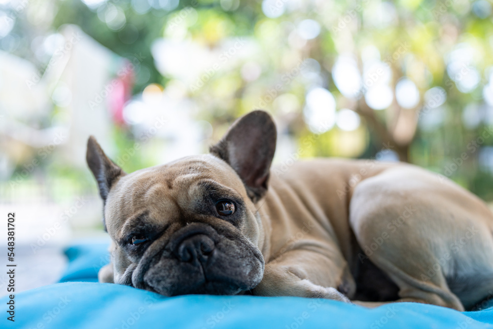 Cute looking french bulldog at the camera while lying on the blue pillow outdoor.