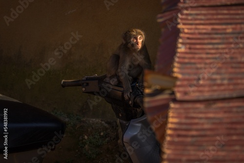This image shows a wild and playful baby macaque monkey sitting on a motorcycle scooter vehicle.