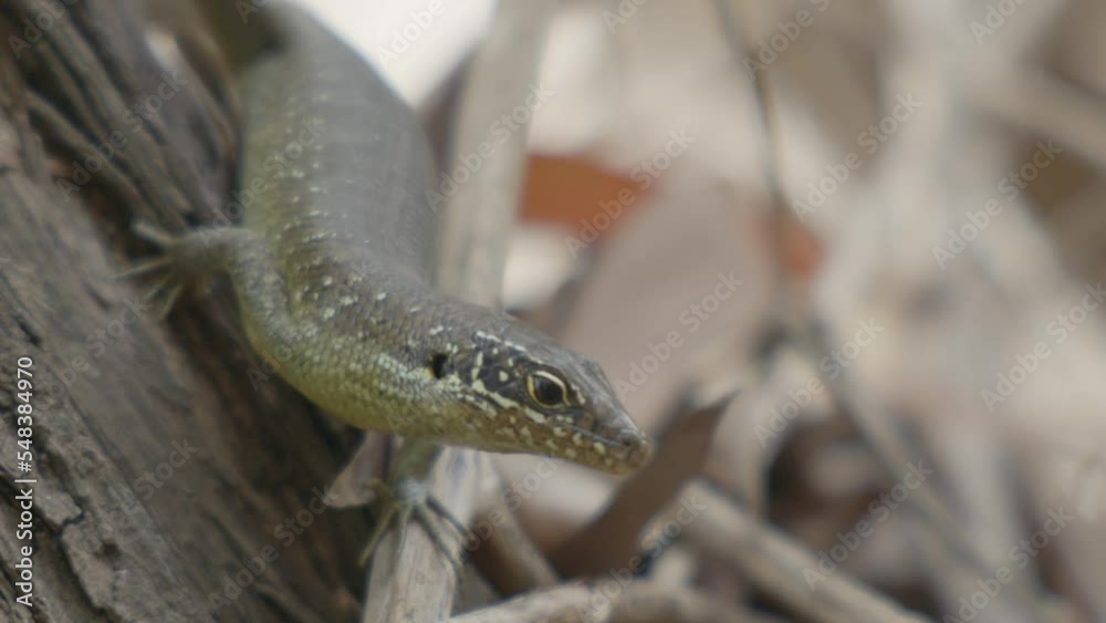 Closeup of salamander lizard head, looking sideways while on side of a tree trunk Closeup of salamander lizard head, looking sideways while on side of a tree trunk