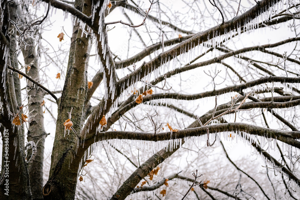 Obraz premium Winter Nature Ice Storm