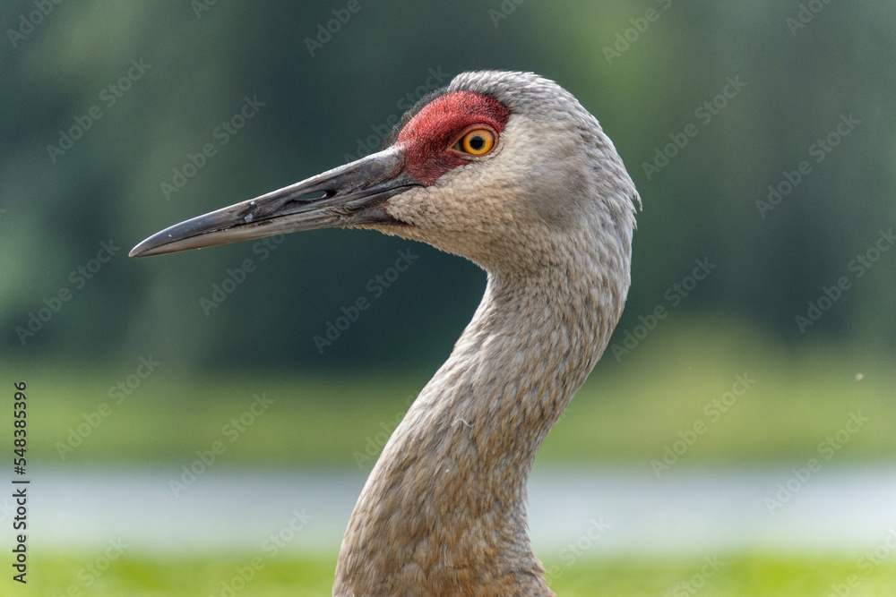 Fototapeta premium close up portrait of a beautiful sandhill crane 