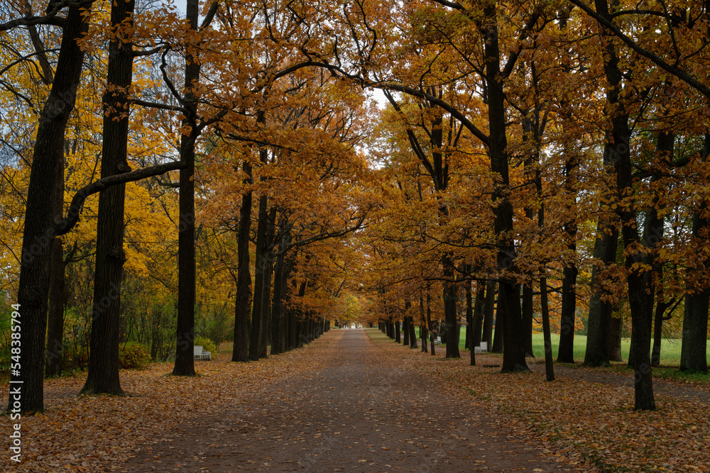 Fototapeta premium View of the Ramp alley strewn with fallen leaves in the Catherine Park of Tsarskoye Selo on an autumn day, Pushkin, St. Petersburg, Russia