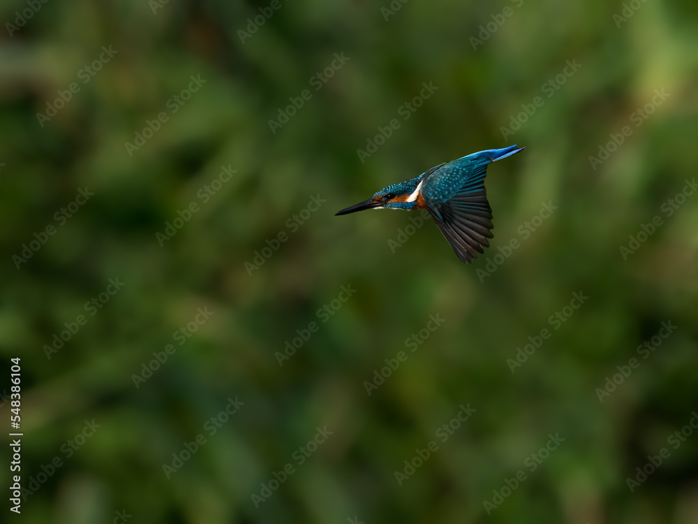 Obraz premium Common Kingfisher in flight diving on green background