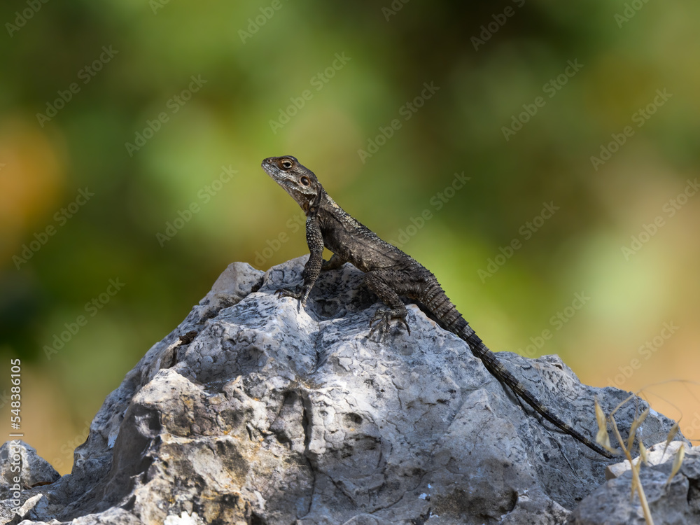 Roughtail Rock Agama Lizard Sunbathing on the Rock against Green Background Roughtail Rock Agama Lizard Sunbathing on the Rock against Green Background
