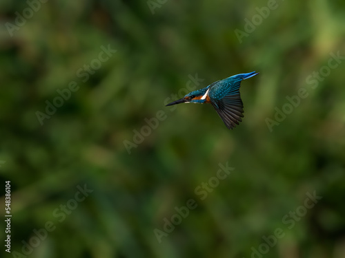 Common Kingfisher in flight diving on green background