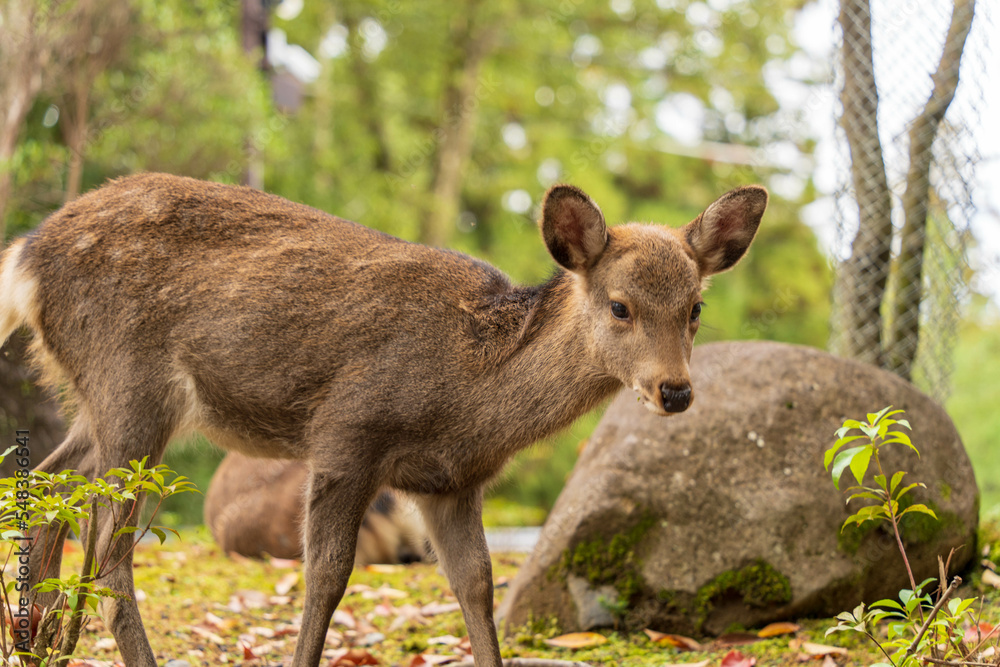 Fototapeta premium 奈良公園の子鹿