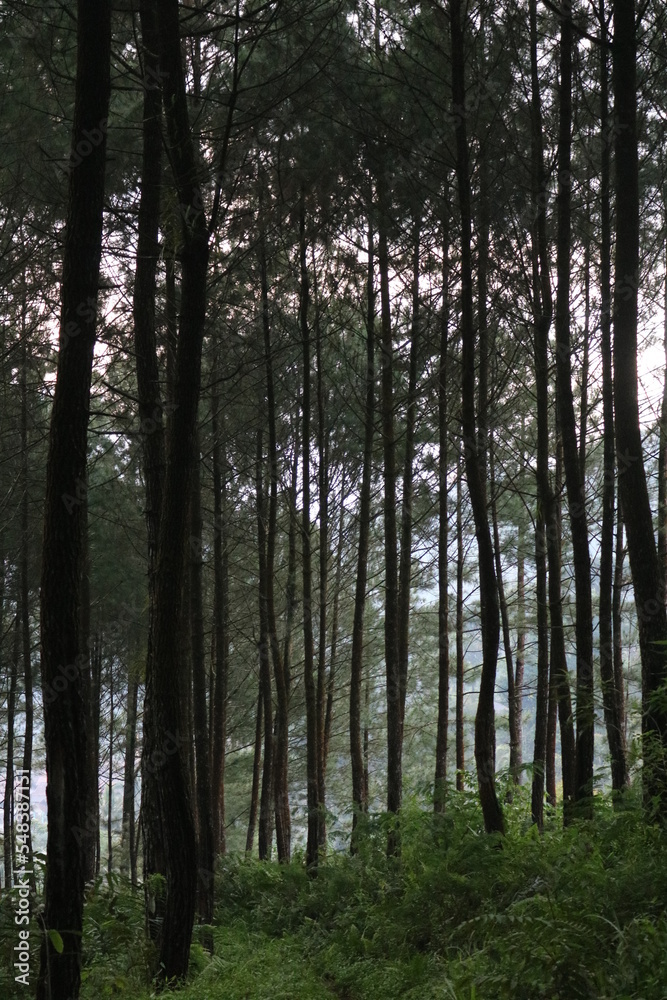 Fototapeta premium Pine forest with portrait angle for nature background
