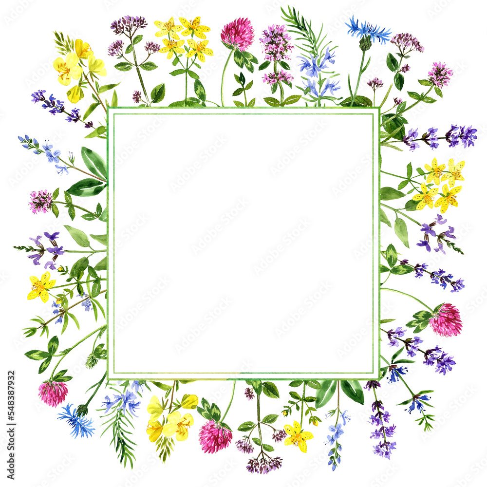 watercolor design with medicinal plants, floral frame, color drawing herbs at white background