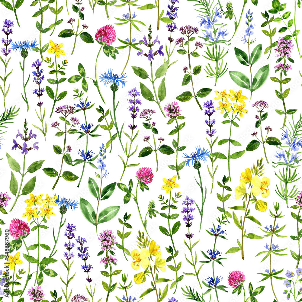 watercolor seamless pattern with medicinal plants, floral ornament, color drawing herbs at white background