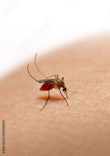 Mosquito sucking blood on human skin © Montrey