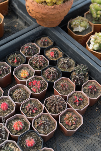 Miniature cactus pot decorate in the garden, various types beautiful cactus market or cactus farm