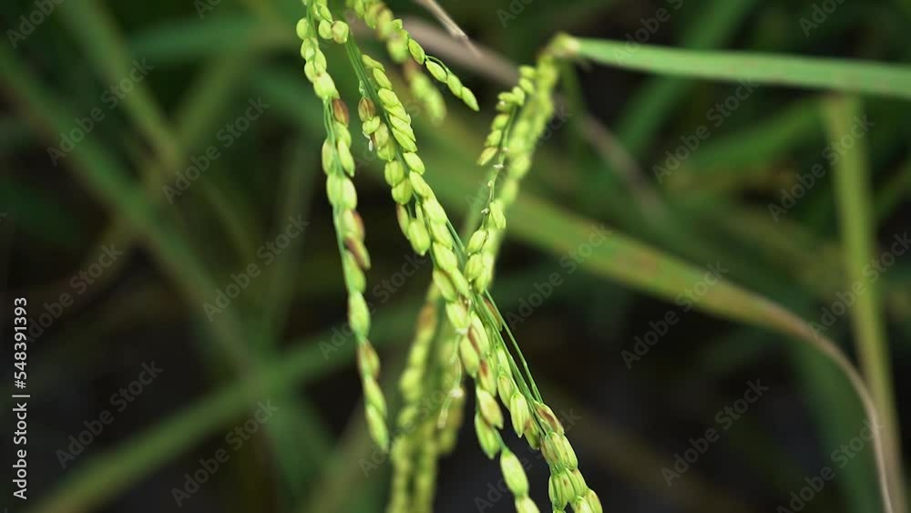 Oryza Sativa L. close-up video. The rice tree moved in the wind. Oryza Sativa L. close-up video. The rice tree moved in the wind.