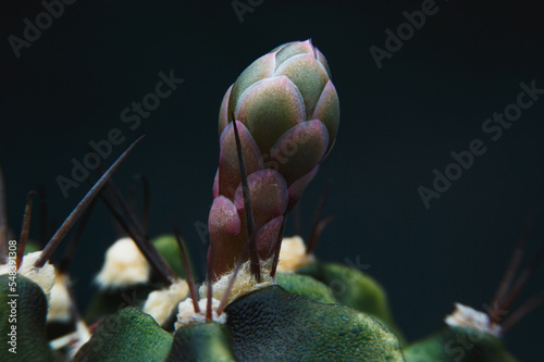 Gymnocalysium cactus giving flowers and seed pod. Closeup Seed Plants inside