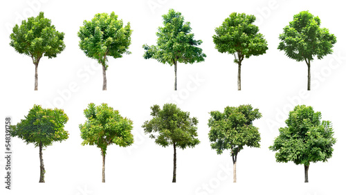 Collection Trees and bonsai green leaves. total 10 trees.   png  