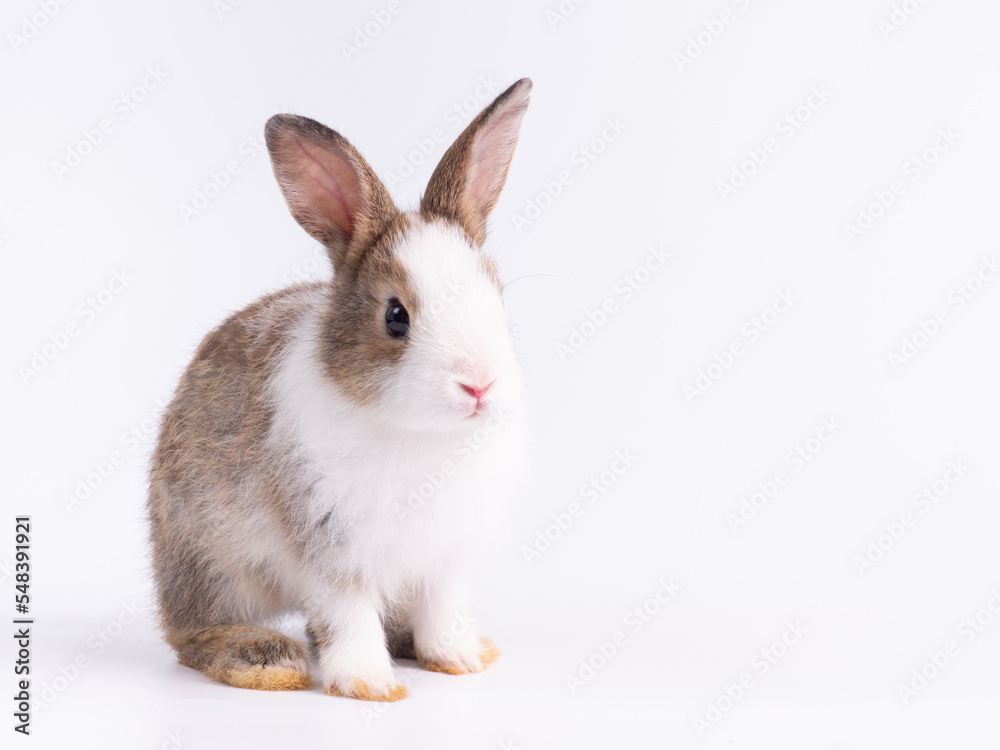 Front view of cute baby rabbit sitting isolated on white background. Lovely action of young rabbit. Front view of cute baby rabbit sitting isolated on white background. Lovely action of young rabbit.