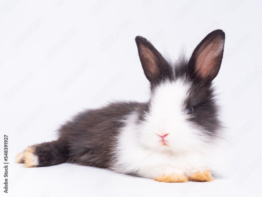 Front view of cute baby rabbit lie down on white background. Lovely action of young rabbit. Front view of cute baby rabbit lie down on white background. Lovely action of young rabbit.