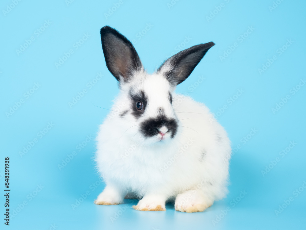 Fototapeta premium Baby white and black dot rabbit sitting on blue background. Lovely action of rabbit.