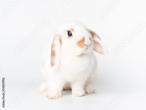 Adults female holland lop rabbit have a dewlap and sitting on white background. Lovely action of young rabbit.
