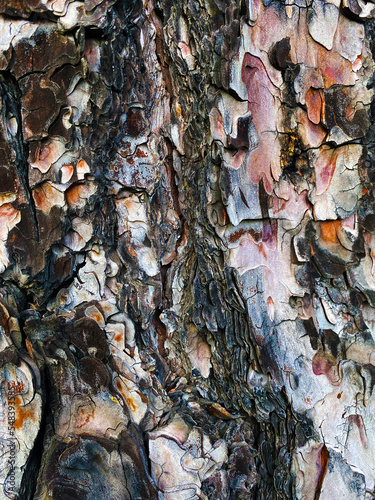 pine tree. Close up tree bark texture as a wooden background