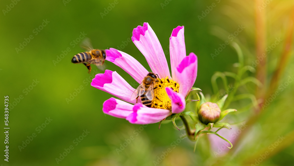 Bee and flower. Close-up of a large striped bee flying on a pink flower and to collect pollen and honey. Macro horizontal photography. Summer and spring backgrounds Bee and flower. Close-up of a large striped bee flying on a pink flower and to collect pollen and honey. Macro horizontal photography. Summer and spring backgrounds