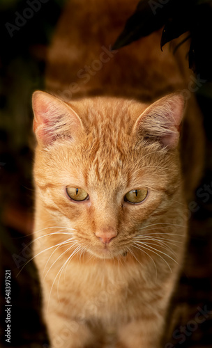 Fototapeta Naklejka Na Ścianę i Meble -  Ginger Cat. Orange cat. Small orange cat. Little kitten. Little ginger kitten.