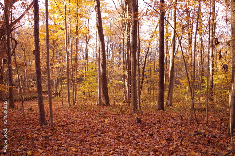 Fototapeta premium autumn in the forest