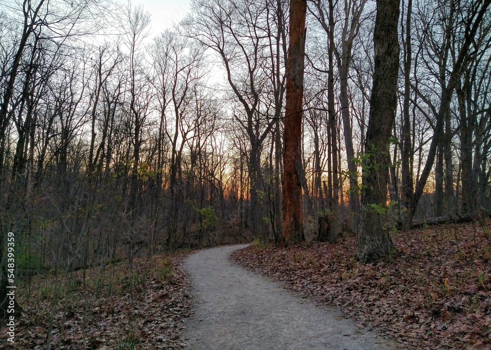 Footpath in Bare Autumn Forest During Sunset Footpath in Bare Autumn Forest During Sunset