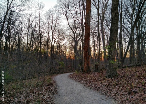 Footpath in Bare Autumn Forest During Sunset