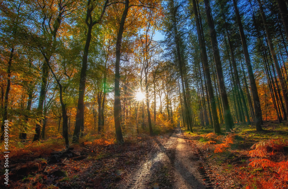 Forest in autumn colors and in the morning light