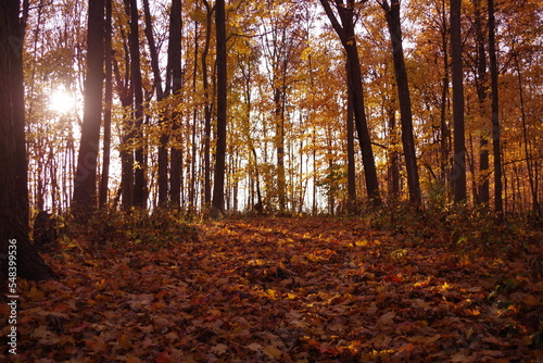 autumn in the forest