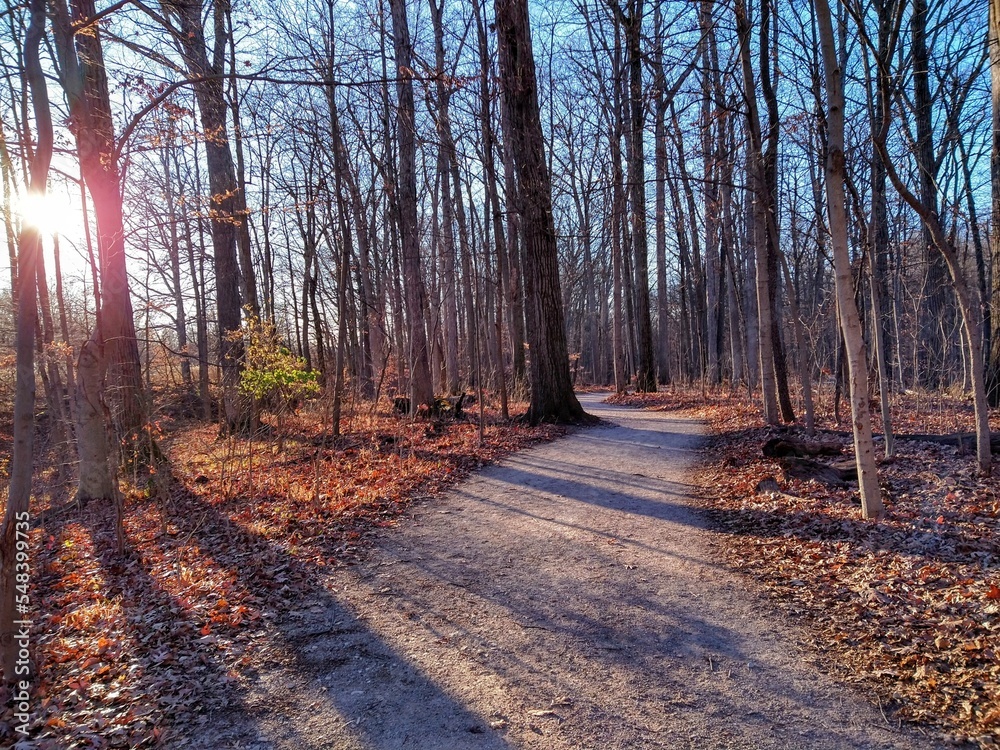 Naklejka premium Incandescent Sunlight Over Bare Forest Footpath