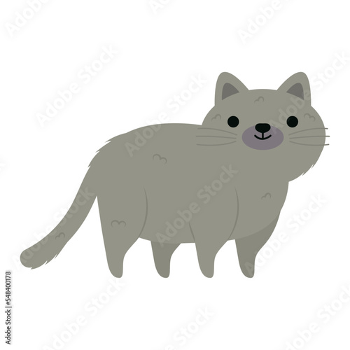 gray little cat