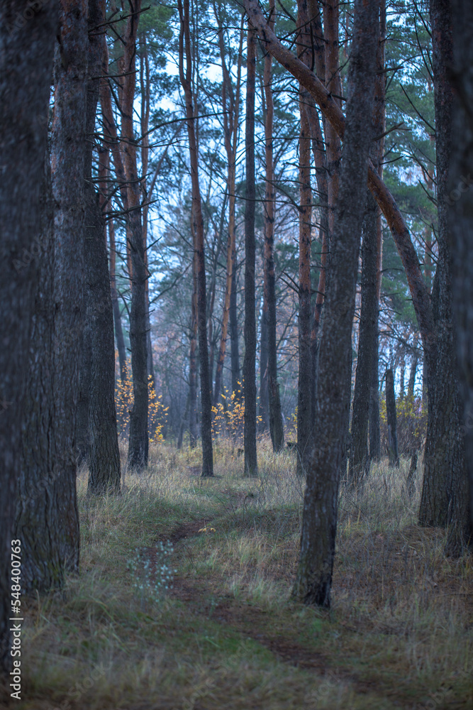 Obraz premium trees in the forest