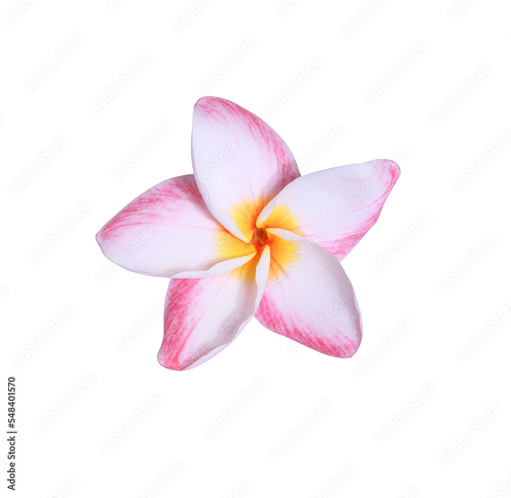Plumeria or Frangipani or Temple tree flower. Close up pink frangipani flowers isolated on white background. Plumeria or Frangipani or Temple tree flower. Close up pink frangipani flowers isolated on white background.