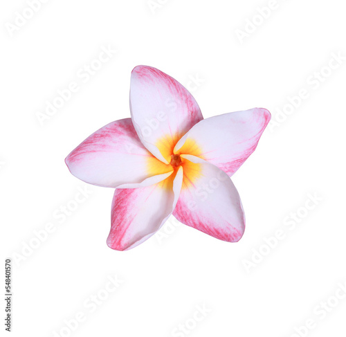 Plumeria or Frangipani or Temple tree flower. Close up pink frangipani flowers isolated on white background.