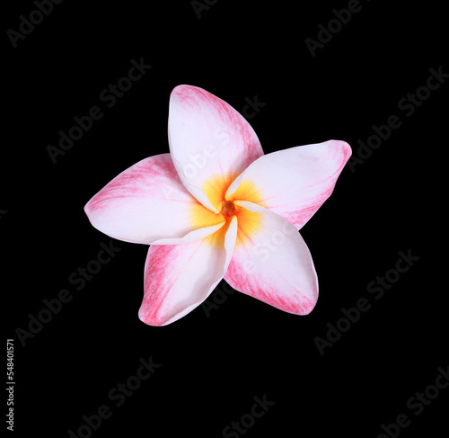 Plumeria or Frangipani or Temple tree flower. Close up pink frangipani flowers isolated on black background.