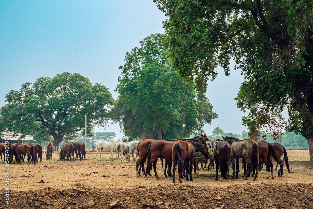 Horses grazing in field in evening. Many horses on pasture in sunset light. Majestic brown horses pasturing in warm spring sunshine. Herd of horses eating grass and straw in field. Animals and food. Horses grazing in field in evening. Many horses on pasture in sunset light. Majestic brown horses pasturing in warm spring sunshine. Herd of horses eating grass and straw in field. Animals and food.