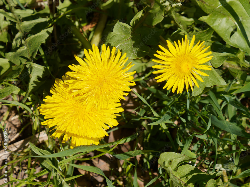 Yellow dandelion flowers on green grass background in spring Yellow dandelion flowers on green grass background in spring