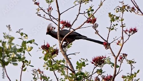 Grey go-away-bird or grey lourie sits in a tree with red flowers during the sunset in Africa. Slowmotion 120fps photo