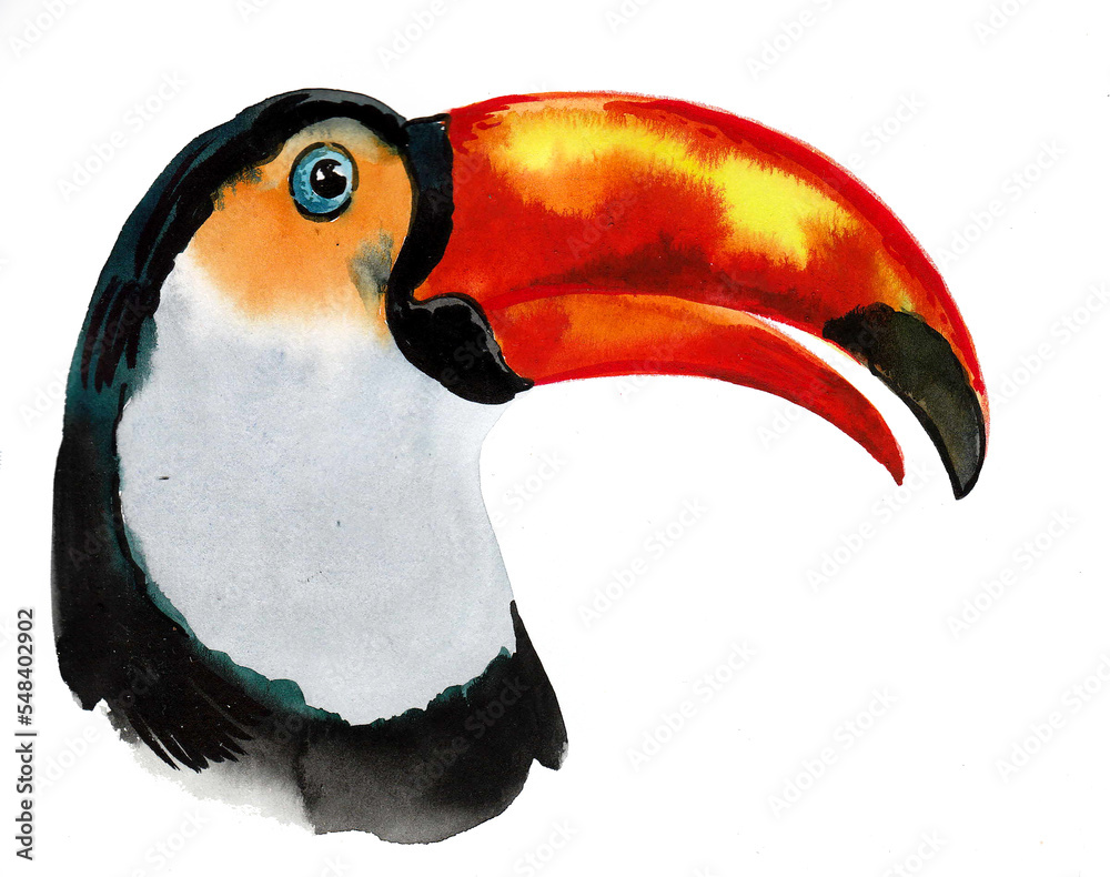 Obraz premium Toucan bird head. Ink and watercolor drawing