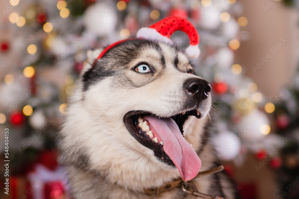Funny husky dog in a headband with a santa hat on the background of a Christmas tree.Gifts under the tree Funny husky dog in a headband with a santa hat on the background of a Christmas tree.Gifts under the tree