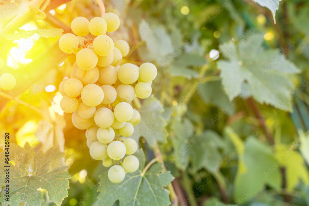 Fototapeta premium ripe grapes on a vine in the sun