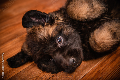 Leonberger puppy lies on the floor. dog playing photo