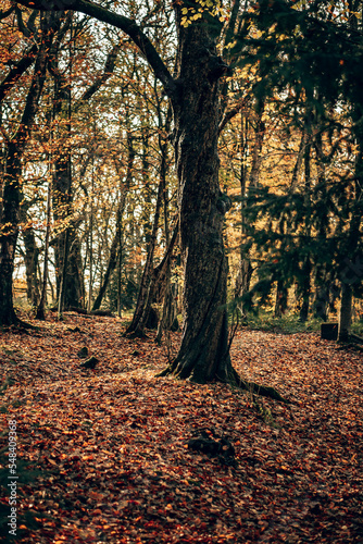 An autumnal woodland area in the English countryside